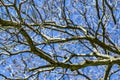 Branches of dried trees and blue sky background. A tree against a blue sky. Royalty Free Stock Photo