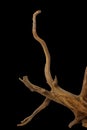 Branches Driftwood or aged wood. Closeup piece of driftwood for aquarium. isolated on black background with clipping path