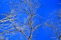 Branches of dry and dead tree under blue sky in Autumn. Royalty Free Stock Photo