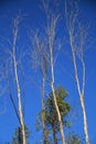 Branches of dry and dead tree under blue sky in Autumn. Royalty Free Stock Photo