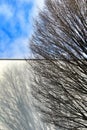 Branches of dry and dead tree under blue sky Royalty Free Stock Photo