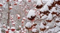 Branches with dry fruits of ninebark covered with snow in winter Royalty Free Stock Photo