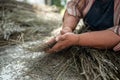 Branches dry lavender plants in woman farmer hands on farm. Using in culinary, aroma products.