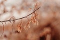 branches with dry leaves. Abstract natural background. Minimalistic, stylish, concept.