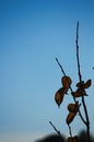 Branches with dry leaves in autumn and space in the background for texts, copy space Royalty Free Stock Photo