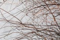 Branches of dry tree on the background of a gray rough cement wall.