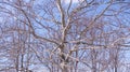 Branches of dry wood trees in spring time. Field covered with snow Royalty Free Stock Photo