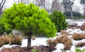 Branches of a dwarf mountain pine Pinus mugo . use in landscape design and design Royalty Free Stock Photo