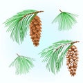 Branches  Eastern White pine and  cones and snow Christmas tree vintage vector illustration editable hand draw Royalty Free Stock Photo