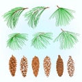 Branches  Eastern White pine and various  cones and snow Christmas tree vintage vector illustration editable hand draw Royalty Free Stock Photo