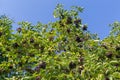 Branches of elderberry with ripe berries against the clear sky Royalty Free Stock Photo