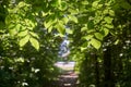 The branches of the elm tree over the forest path