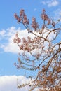 Branches of Paulownia tomentosa tree with flowers, buds and fruit