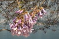 Branches of Empress tree ( Paulownia tomentosa ) with beautiful pink flowers