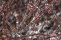 Branches encased in ice