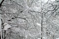 Branches entwined in a snowy pattern