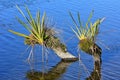 Branches with epiphytes protruding from water