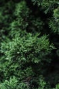 Branches of an ever-green plant close-up. Royalty Free Stock Photo