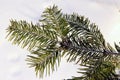 Branches of an evergreen coniferous tree, many small needles,