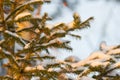 Branches of an evergreen coniferous tree, many small needles,