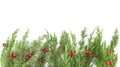 Branches of evergreen conifers with cones and red berries. Juniper. Copy space Royalty Free Stock Photo