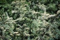 Branches of evergreen fir-tree Royalty Free Stock Photo