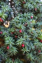 Branches of evergreen yew tree with bright red berries