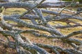 Branches on a fallen tree Royalty Free Stock Photo