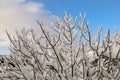 Branches of a fig tree covered with snow on the blue sky background Royalty Free Stock Photo