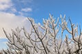 Branches of a fig tree covered with snow on the blue sky background Royalty Free Stock Photo