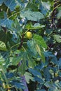 Branches of fig tree. Green vegetative background