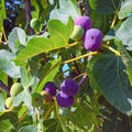 Branches of a fig tree with leaves and  fruits  in various stages of ripening Royalty Free Stock Photo