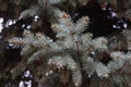 Branches fir tree