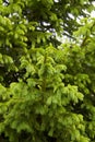 Branches of fir tree full of young sprouts Royalty Free Stock Photo