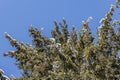 Branches of fir tree in the park in winter on a blue sky background in sunny day Royalty Free Stock Photo