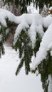 Branches of fir tree with snow in wintertime