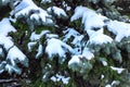 Branches of fir tree under snow, texture or background Royalty Free Stock Photo