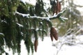 Branches covered with snow