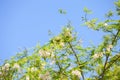 Branches of flowering Acacia Black Locust against the blue sky and green Parakeet eating Acacia`s flowers Royalty Free Stock Photo