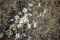 Branches of a flowering apricot