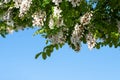 Branches of a flowering black locust tree