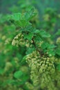 Branches of a flowering bush of red currant Royalty Free Stock Photo