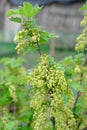 Branches of a flowering bush of red currant Royalty Free Stock Photo