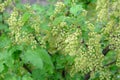 Branches of a flowering bush of red currant Royalty Free Stock Photo