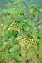 Branches of a flowering bush of red currant Royalty Free Stock Photo