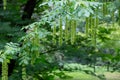 Branches with flowering catkins of Caucasian Walnut or Pterocarya Fraxinifolia tree Royalty Free Stock Photo