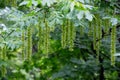 Branches with flowering catkins of Caucasian Walnut or Pterocarya Fraxinifolia tree Royalty Free Stock Photo