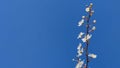 Branches of flowering cherry plums on a spring sunny day against the blue sky. Royalty Free Stock Photo