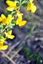 Branches of flowering genista tinctoria dyerÃ¢â¬â¢s greenweed or dyer`s broom against blurry gray grass bokeh Royalty Free Stock Photo