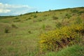 Branches of flowering genista tinctoria dyerÃ¢â¬â¢s greenweed or dyerÃ¢â¬â¢s broom against blurry green grass and blue cloudy sky